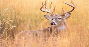 Deer & Bird Season Changing?